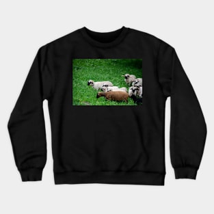 Sheep Crewneck Sweatshirt